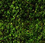 Green leaves seamless texture